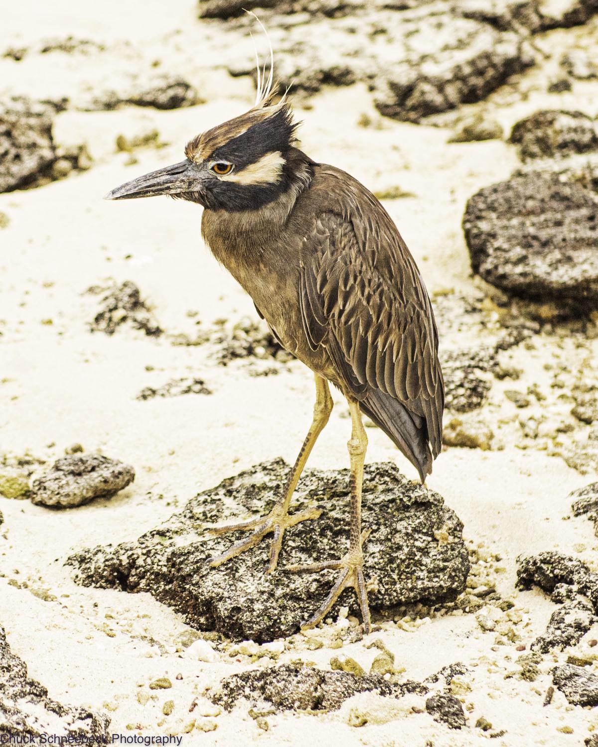 Yellow-crowned Night-Heron (Galapagos) Photo by Chuck  Schneebeck