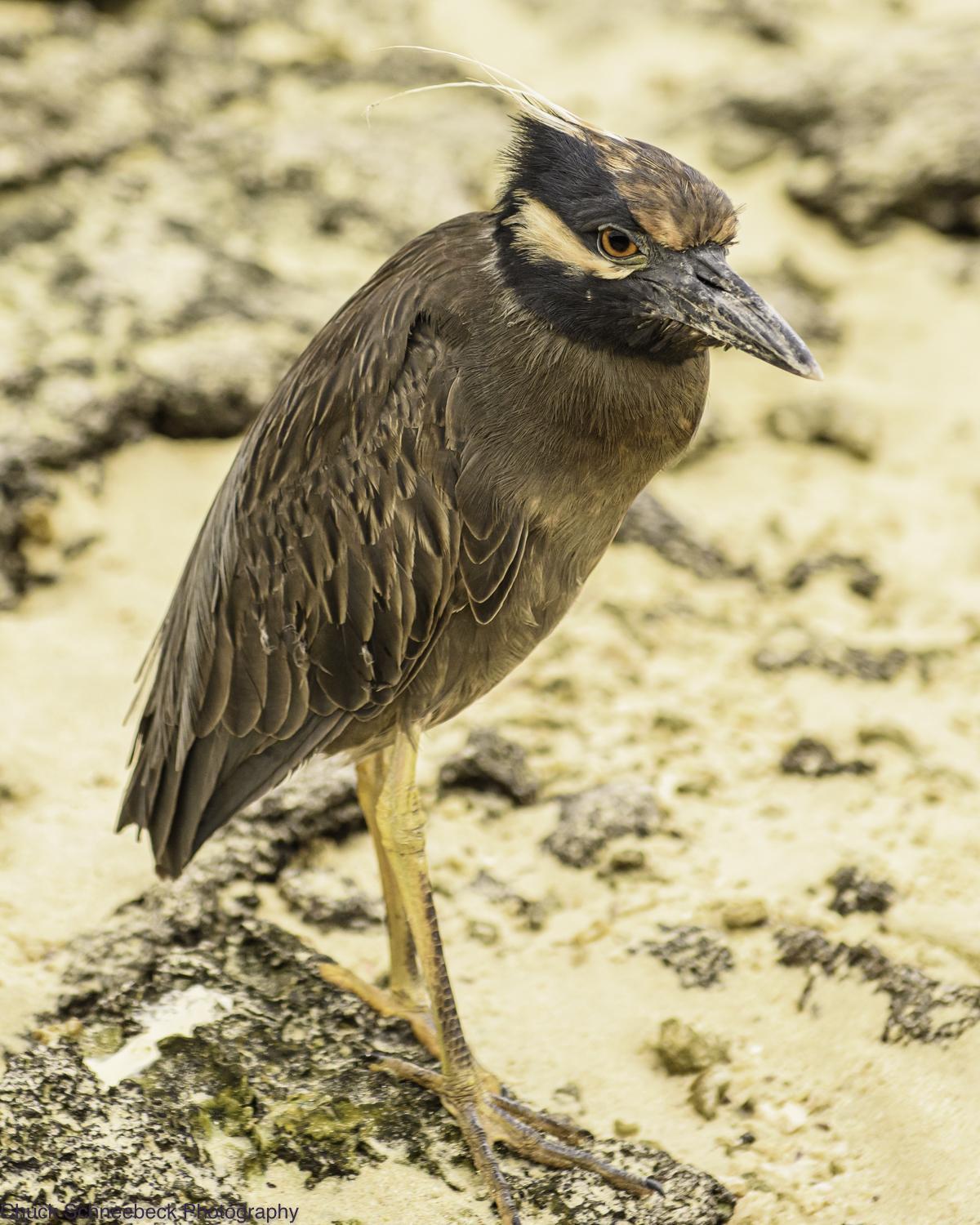 Yellow-crowned Night-Heron (Galapagos) Photo by Chuck  Schneebeck