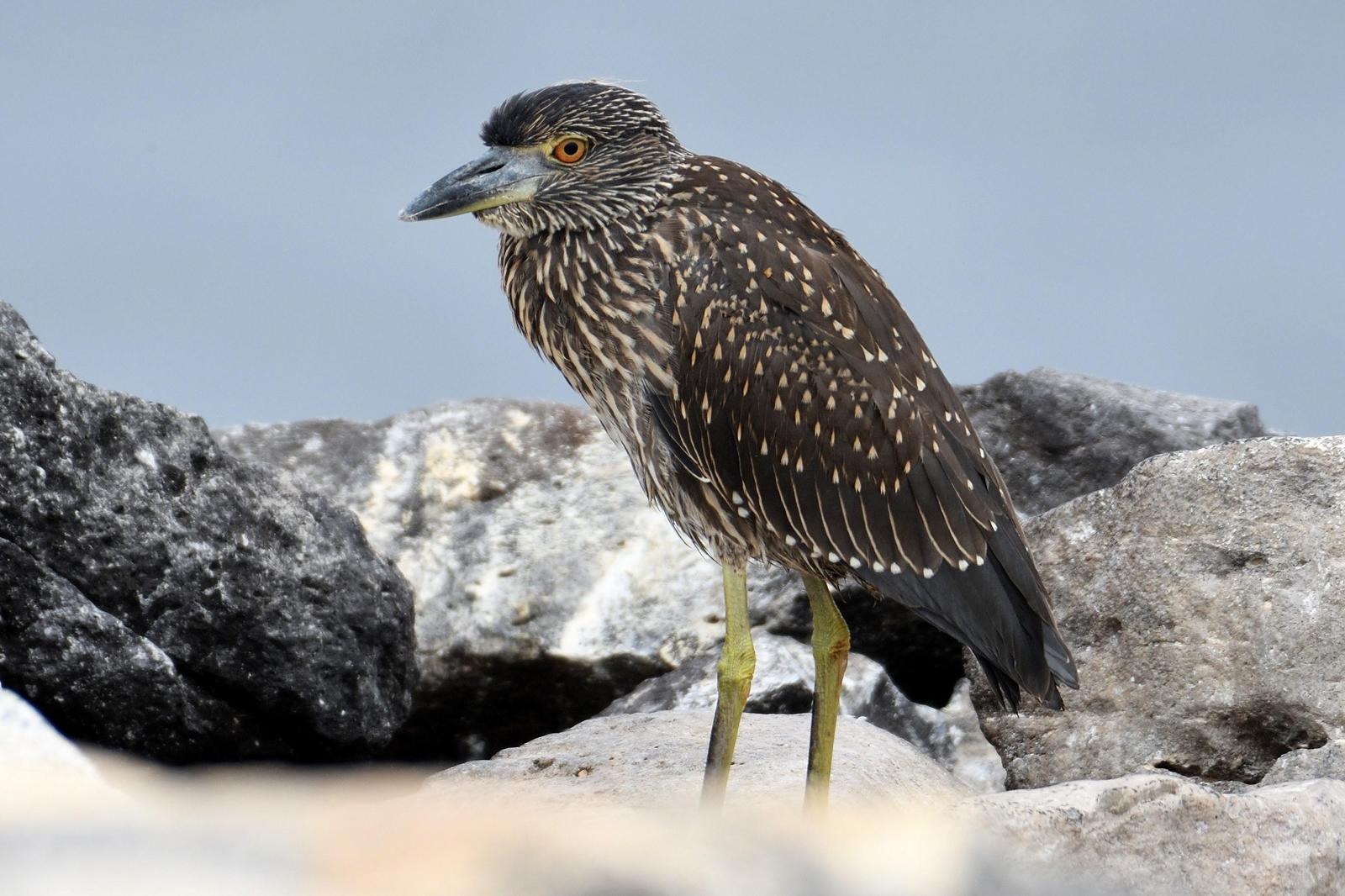 Yellow-crowned Night-Heron (Galapagos) Photo by Ann Doty