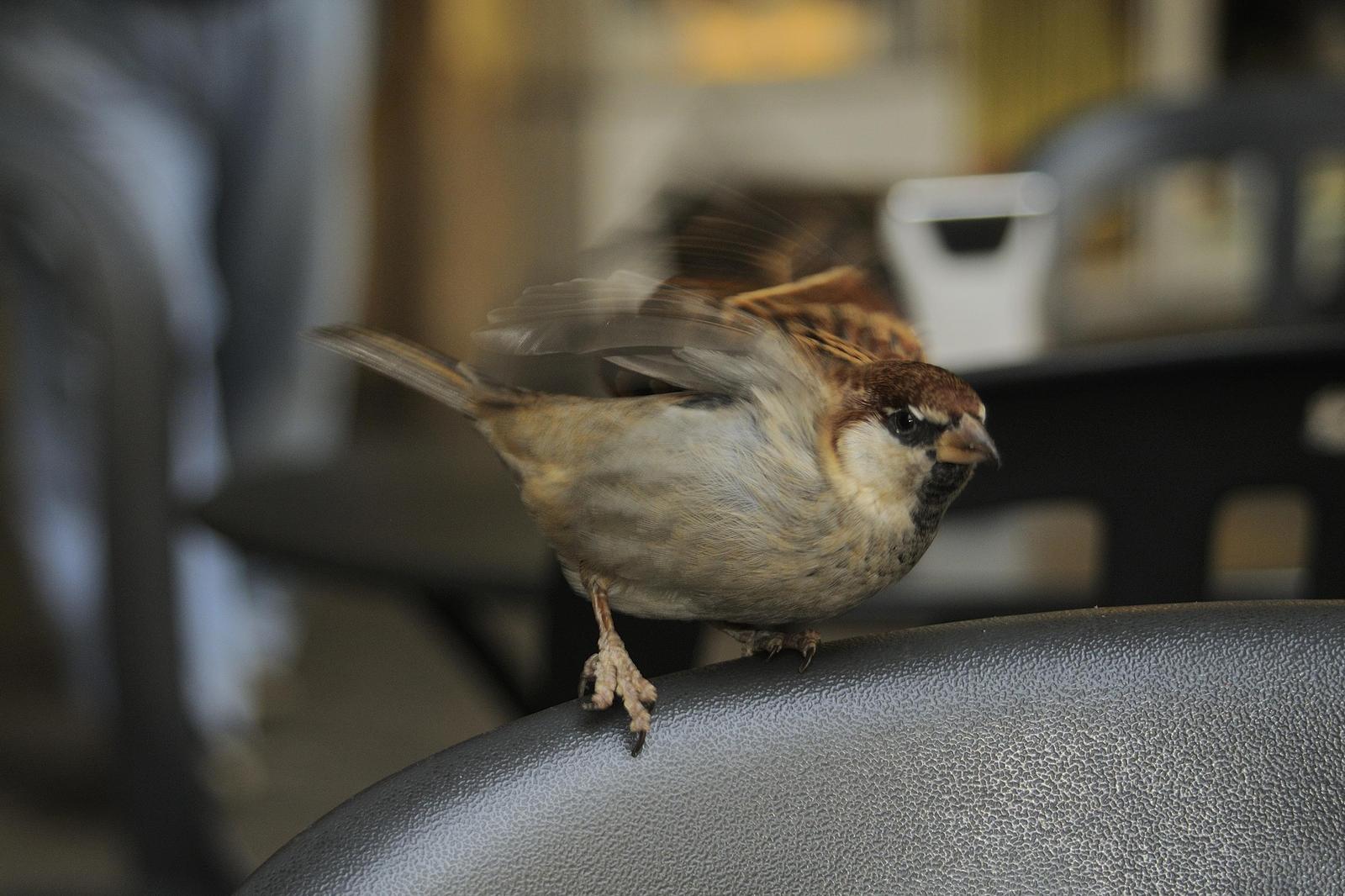 Italian Sparrow Photo by Andres Rios