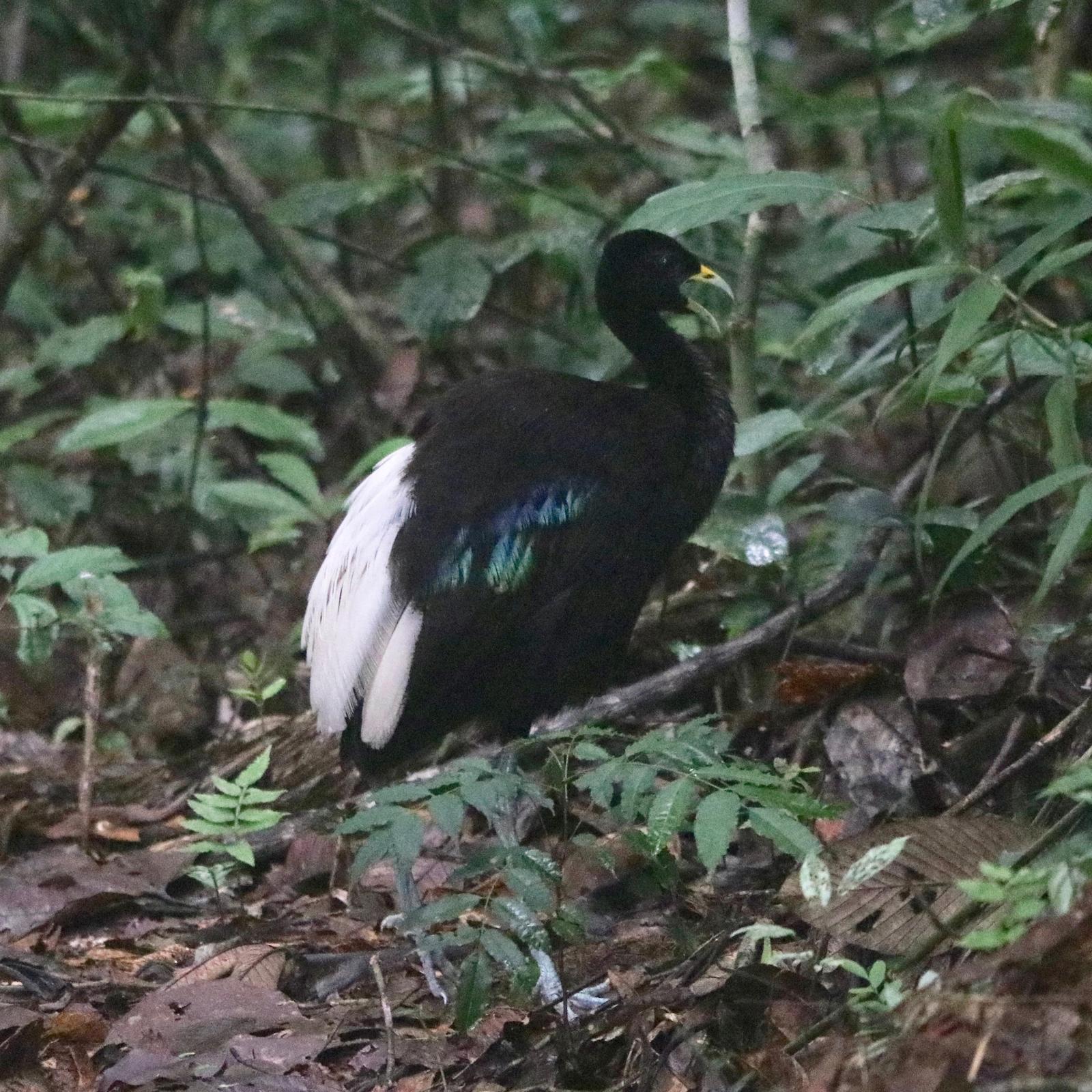 Pale-winged Trumpeter Photo by Daniel Sloan