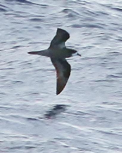 Collared Petrel Photo by Dan Mantle