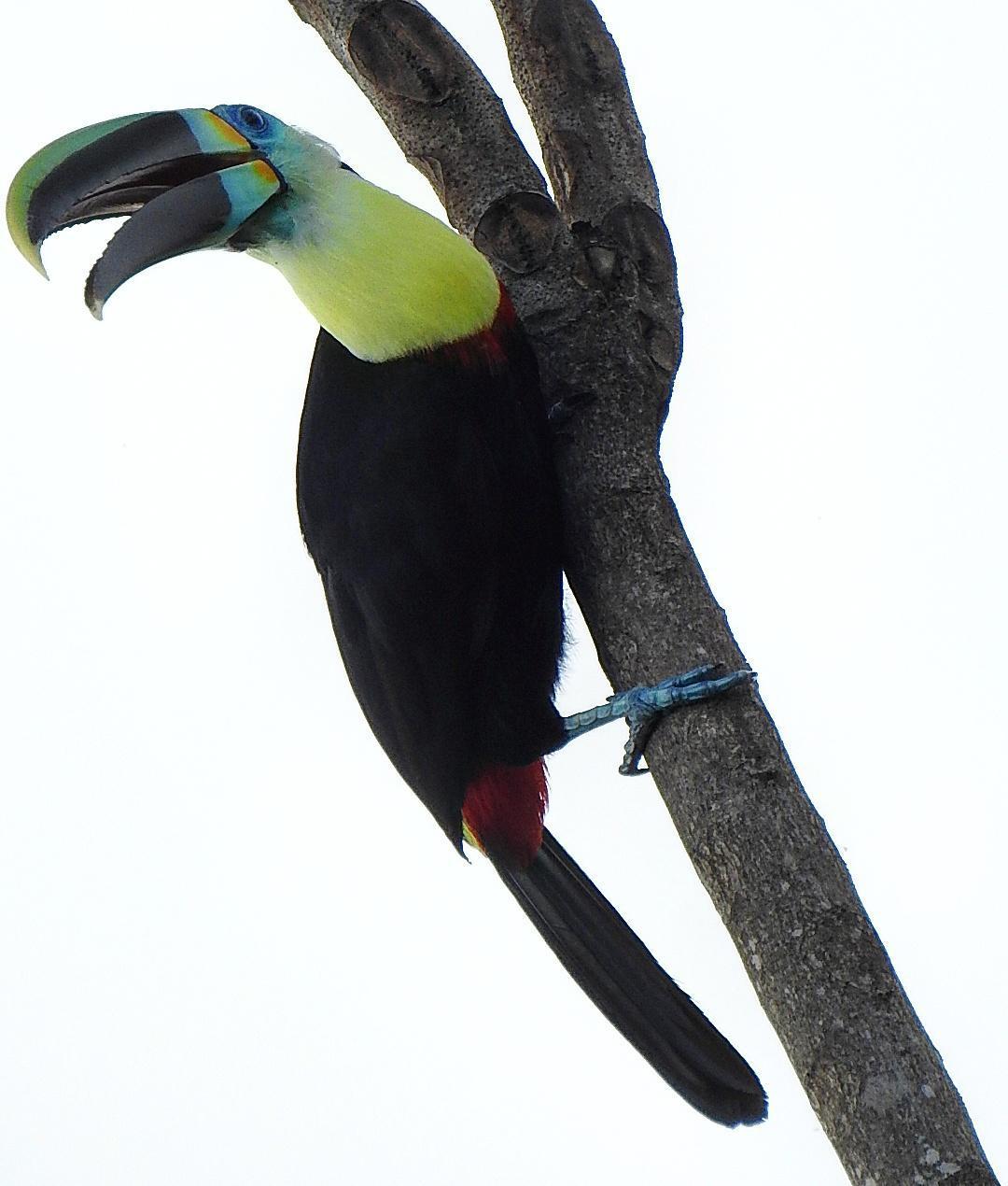 Channel-billed Toucan (Citron-throated) Photo by Julio Delgado