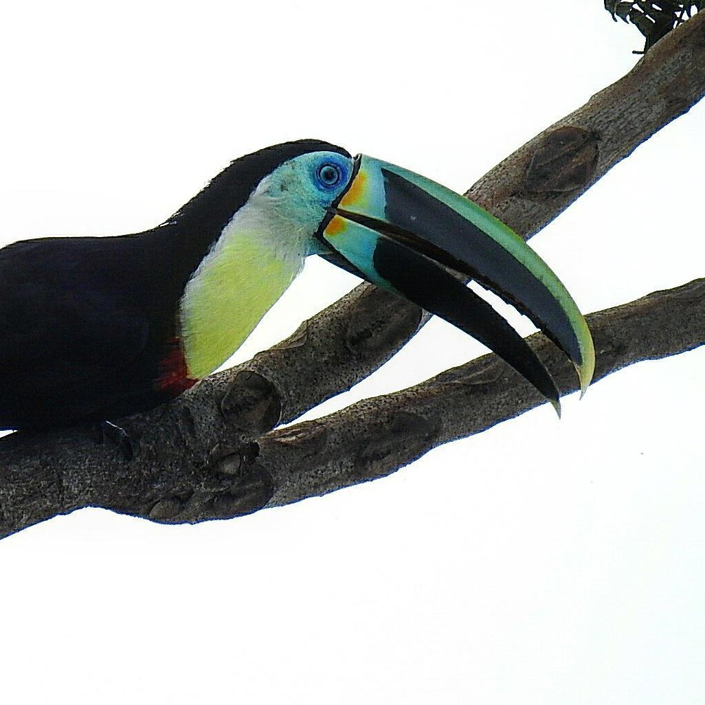 Channel-billed Toucan (Citron-throated) Photo by Julio Delgado