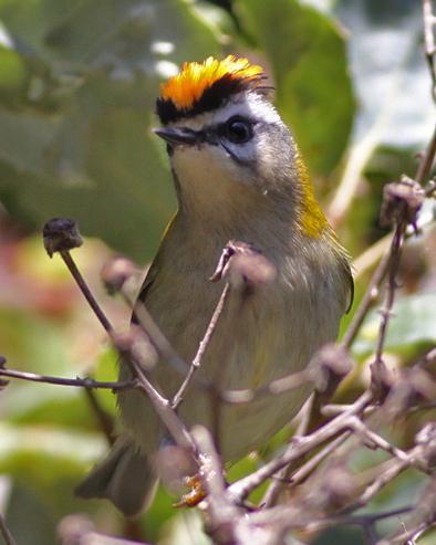 Common Firecrest Photo by Stephen Daly
