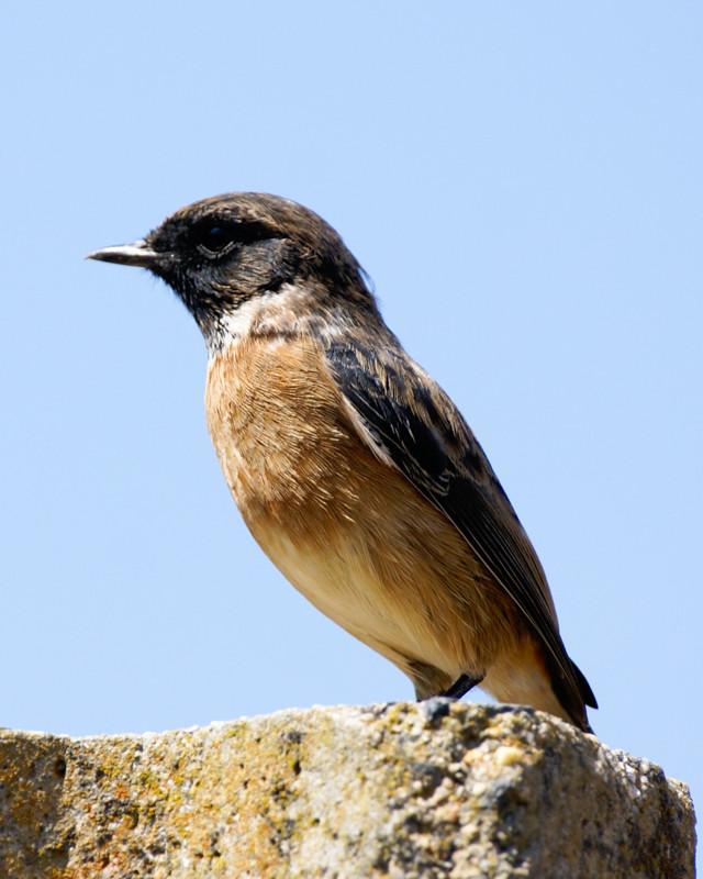 African Stonechat Photo by Natalie Raeber