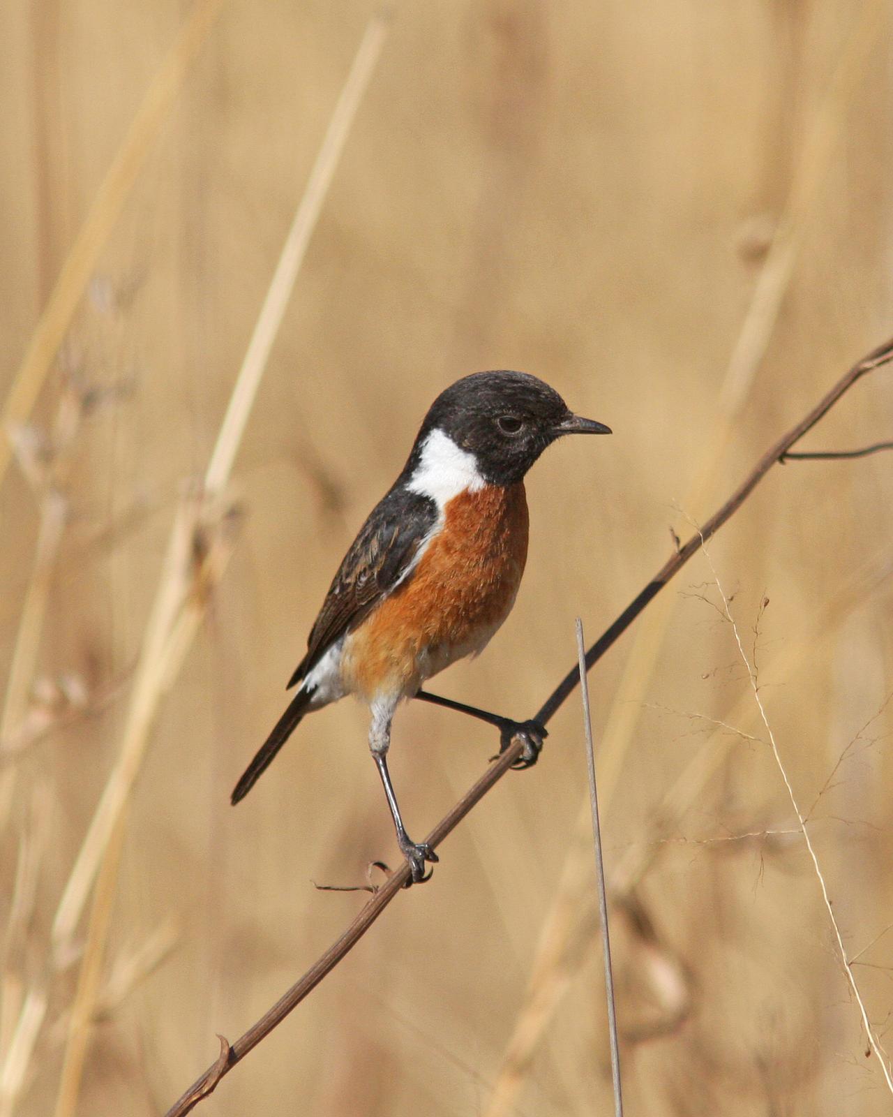 African Stonechat Photo by Henk Baptist