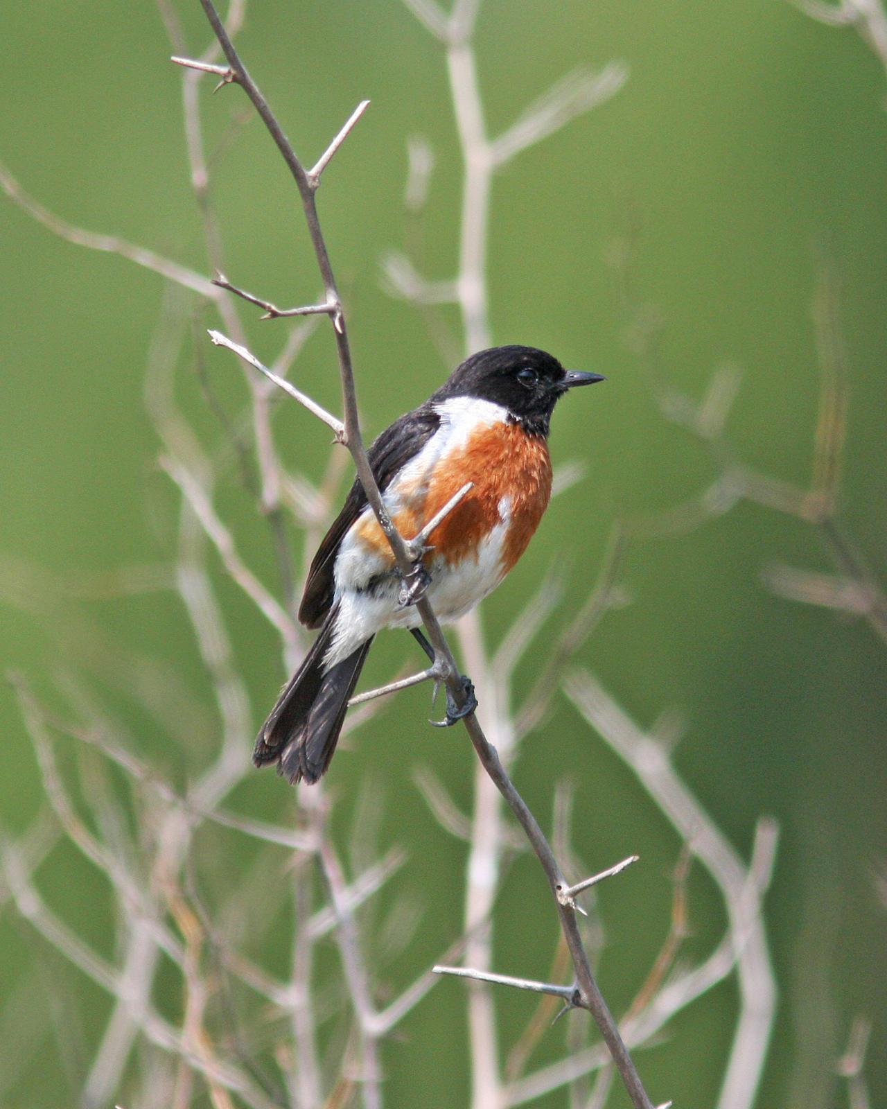 African Stonechat Photo by Henk Baptist