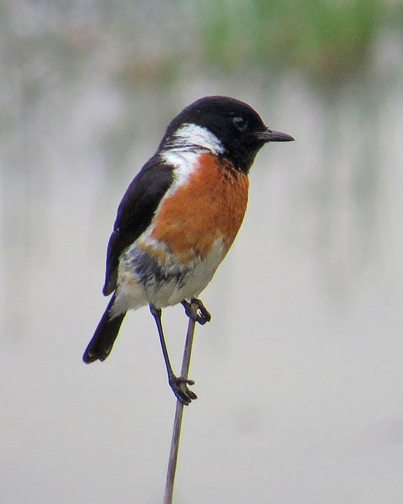 African Stonechat Photo by Peter Boesman