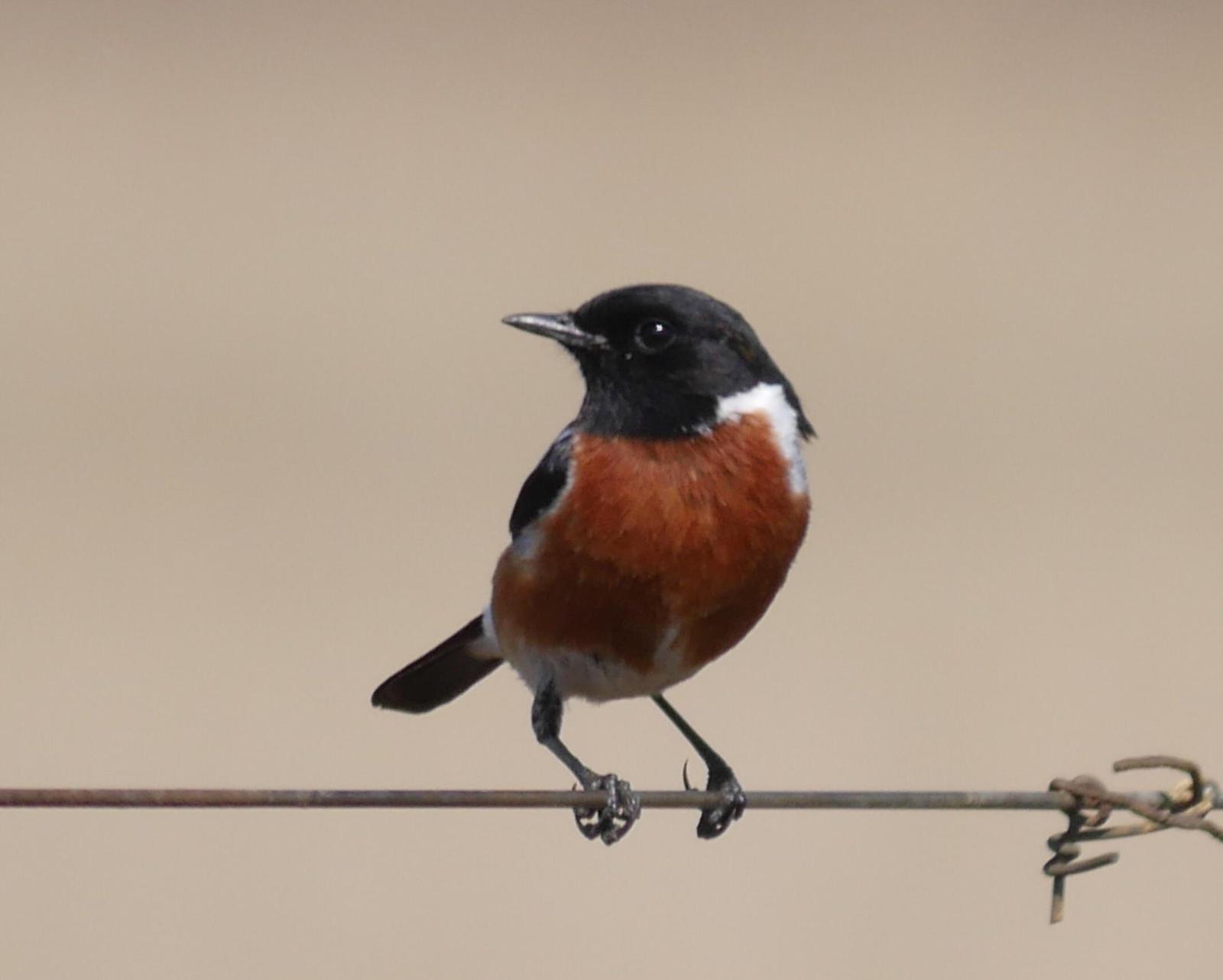 African Stonechat Photo by Peter Lowe