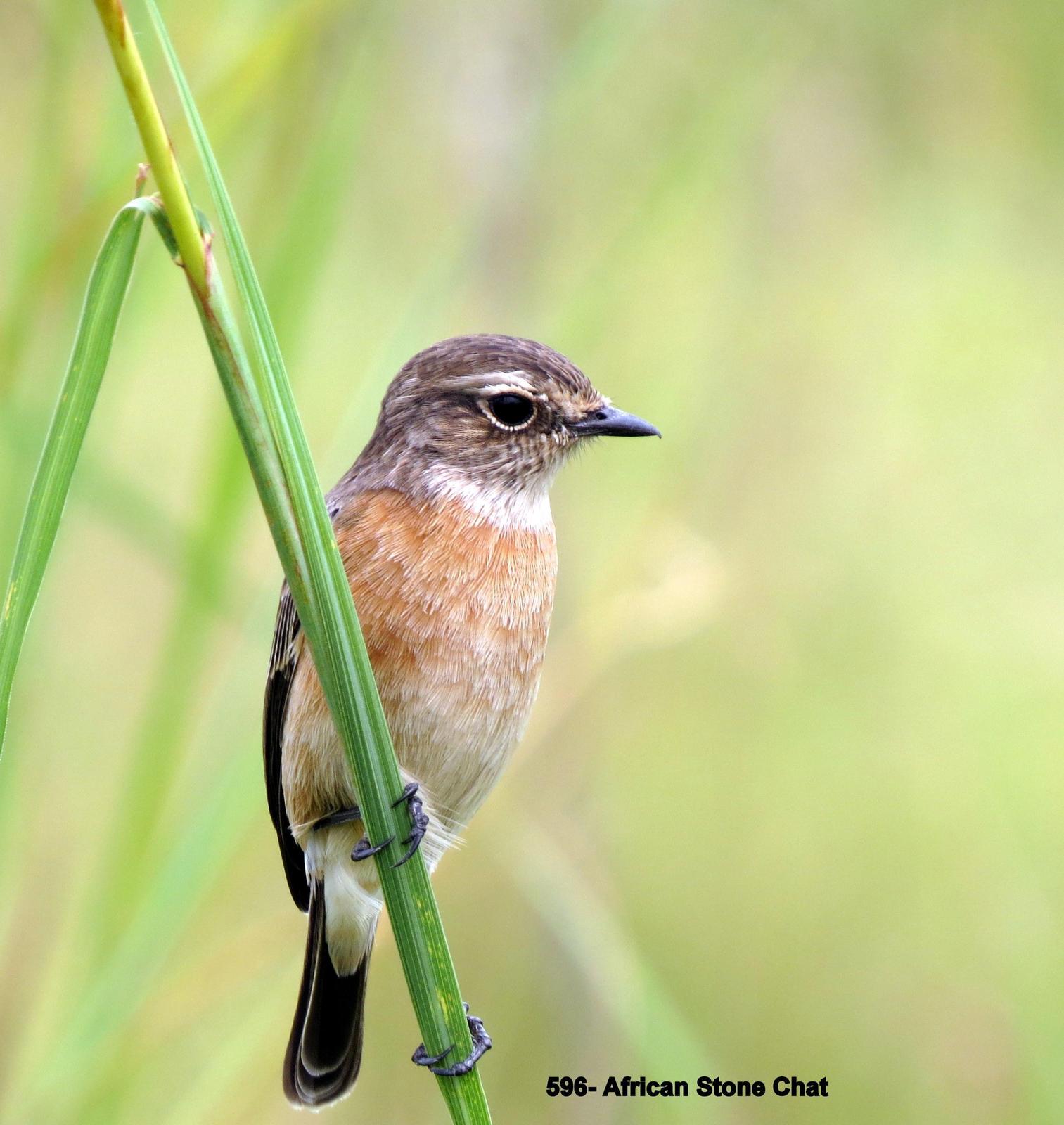 African Stonechat Photo by Richard  Lowe