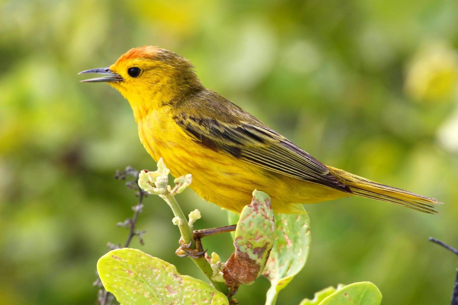 Yellow Warbler (Galapagos) Photo by Robbin Mallett