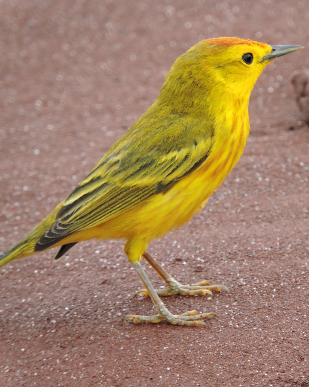 Yellow Warbler (Galapagos) Photo by Peter Lowe