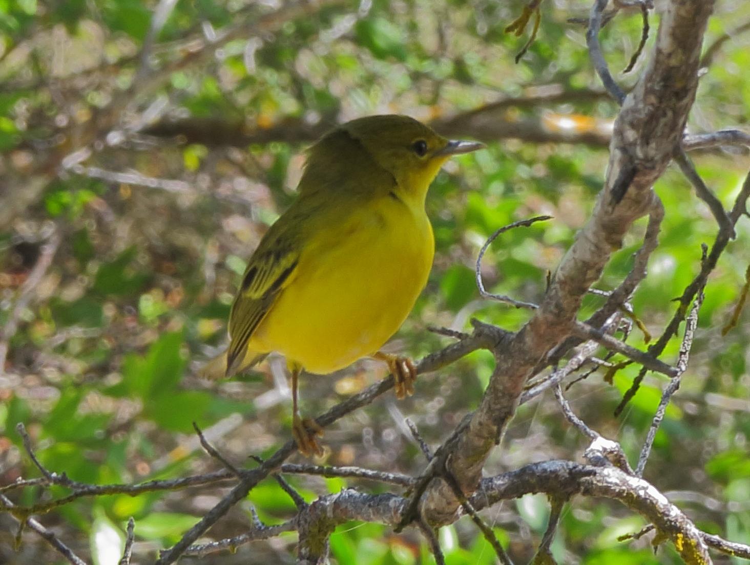 Yellow Warbler (Galapagos) Photo by Kent Jensen