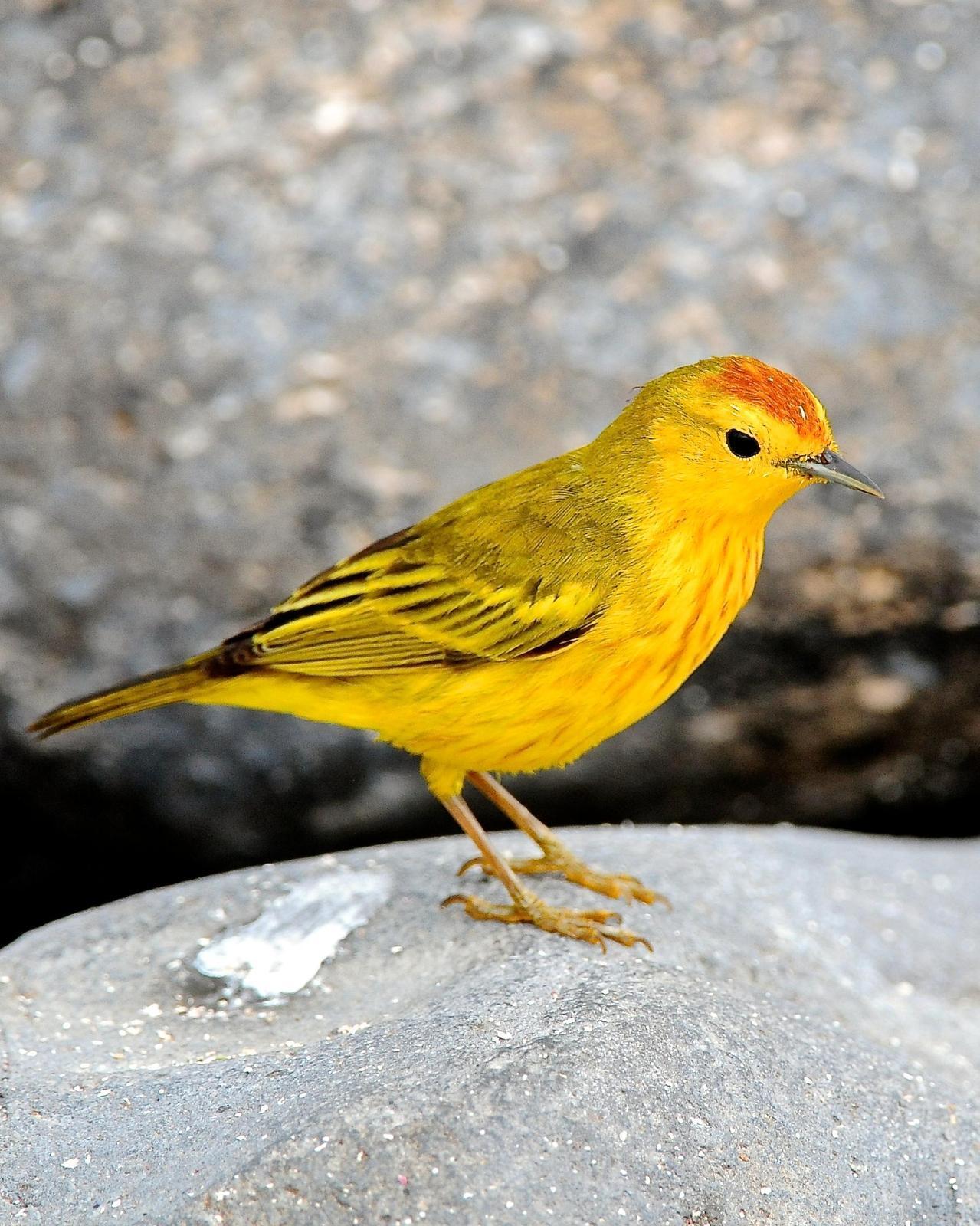 Yellow Warbler (Galapagos) Photo by Gerald Friesen