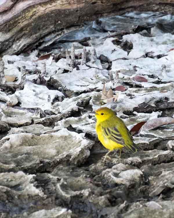 Yellow Warbler (Galapagos) Photo by Bob Hasenick