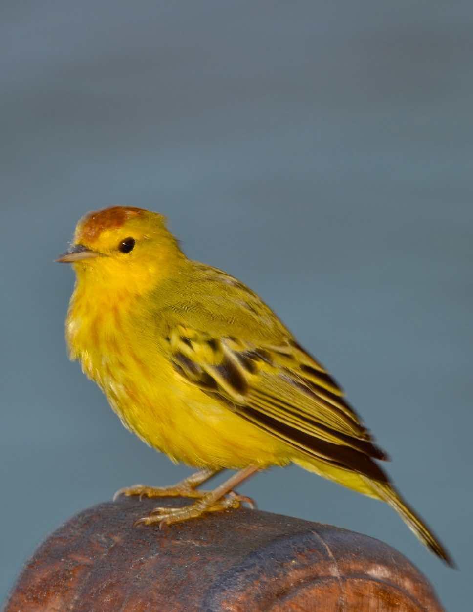Yellow Warbler (Galapagos) Photo by Andrew Pittman