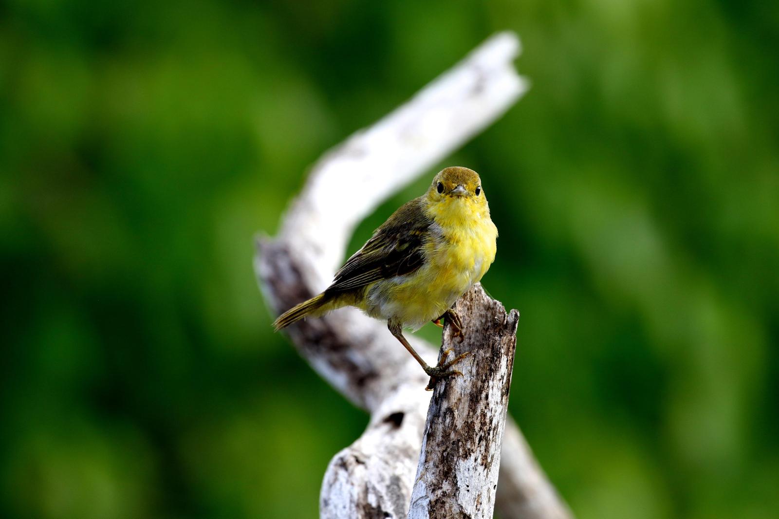 Yellow Warbler (Galapagos) Photo by Jon Trachtenberg