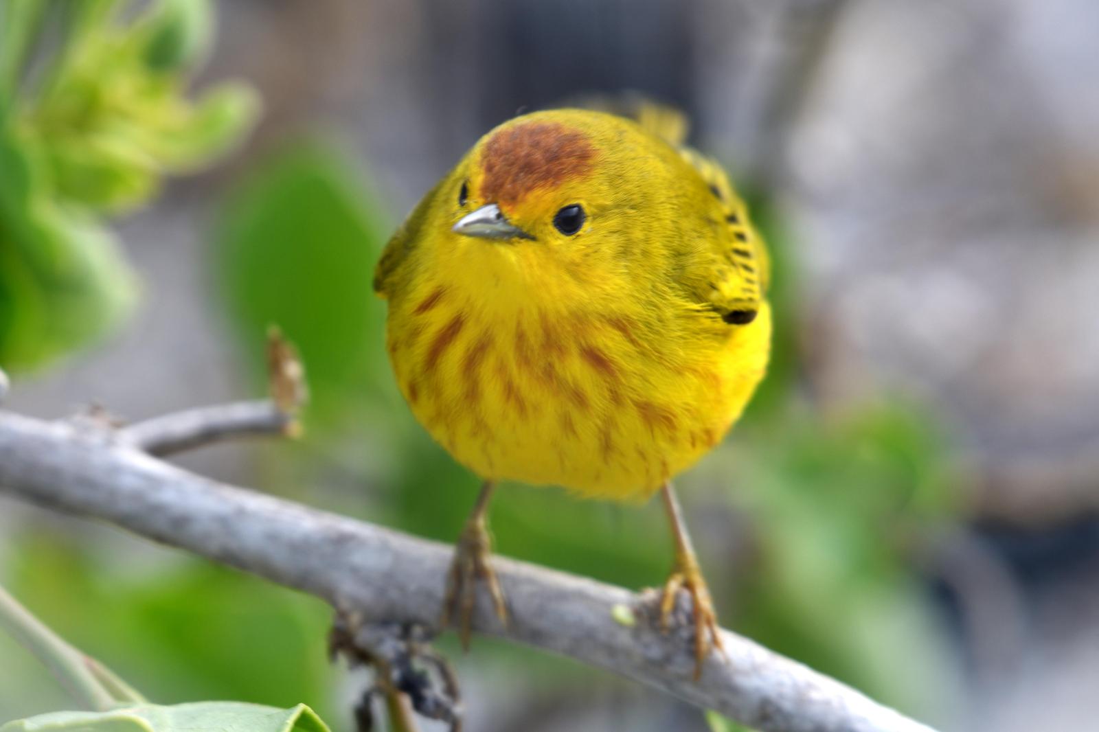 Yellow Warbler (Galapagos) Photo by Ann Doty