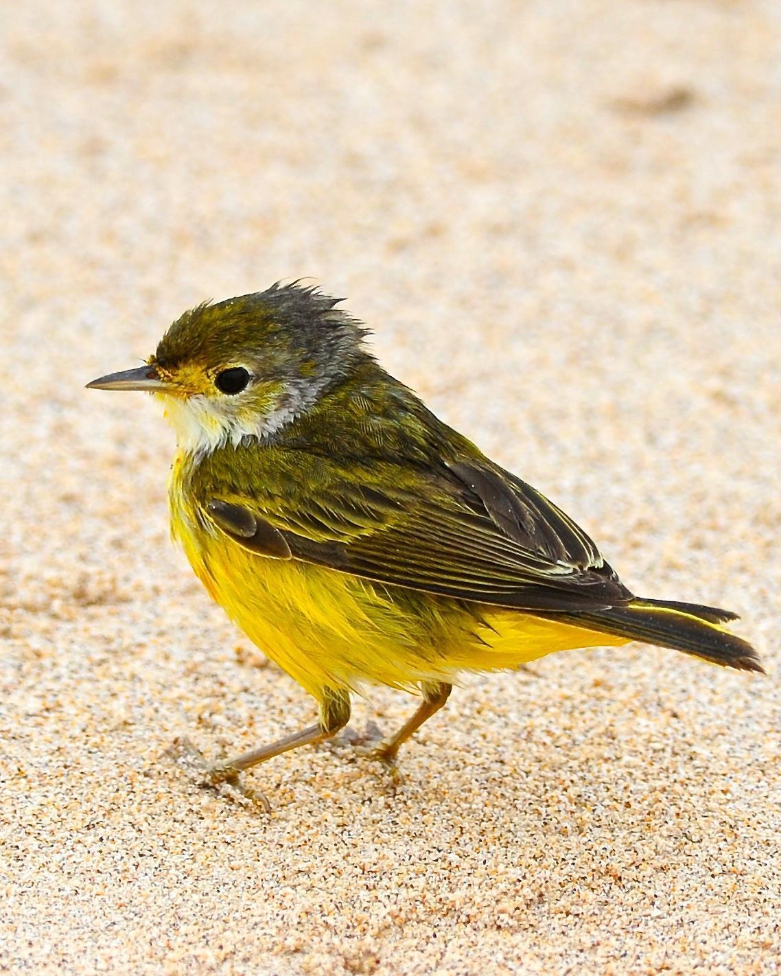 Yellow Warbler (Galapagos) Photo by Gerald Friesen