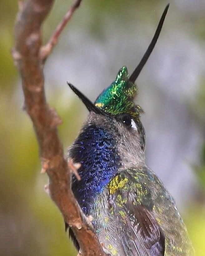 Green-crowned Plovercrest Photo by Lesley Roy