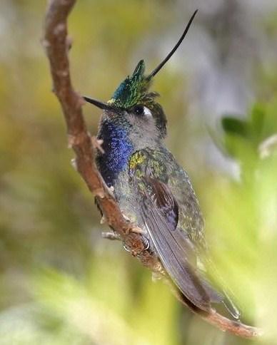 Green-crowned Plovercrest Photo by Lesley Roy