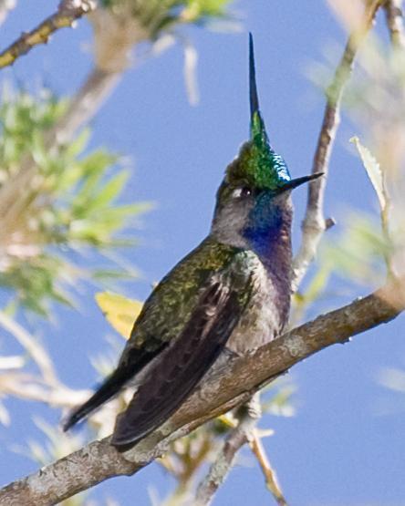 Green-crowned Plovercrest Photo by Robert Lewis