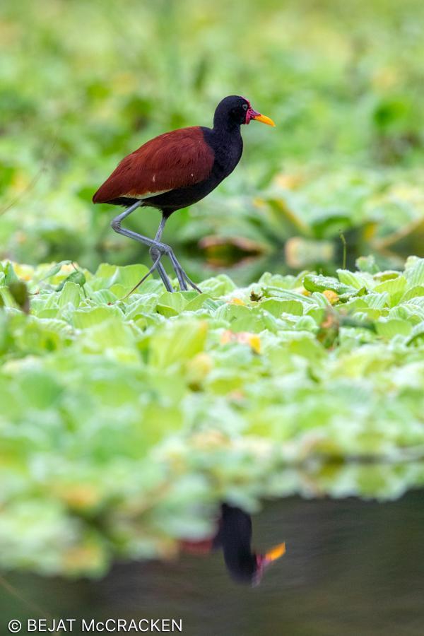 Wattled Jacana (Black-backed) Photo by Bejat McCracken