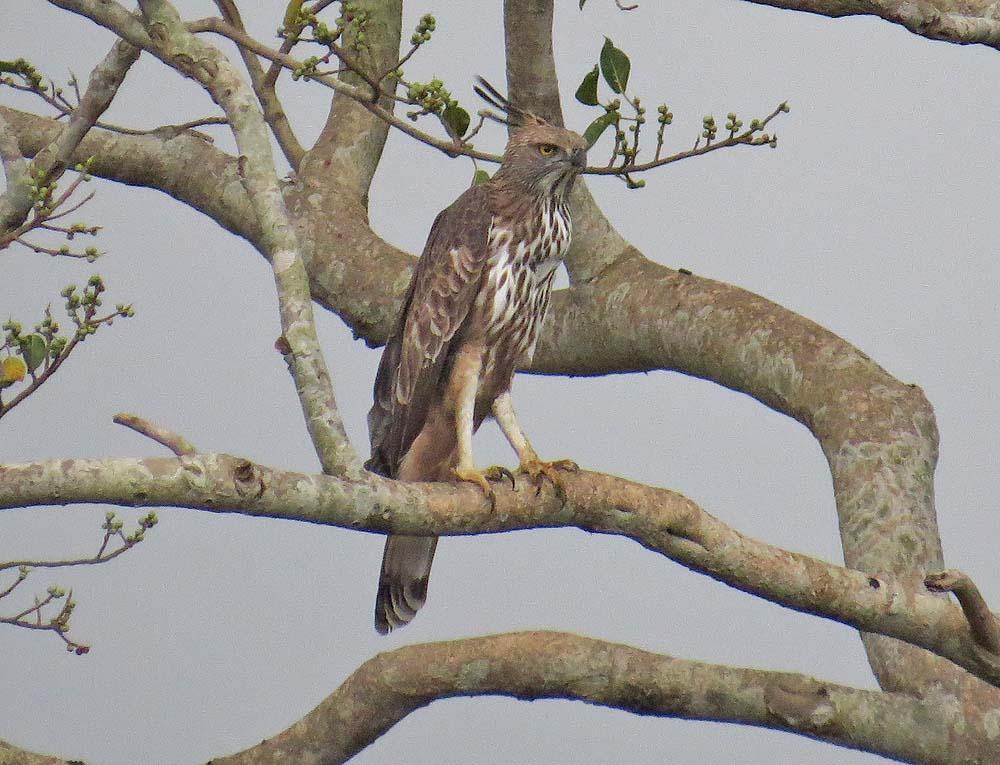 Changeable Hawk-Eagle (Crested) Photo by Peter Boesman