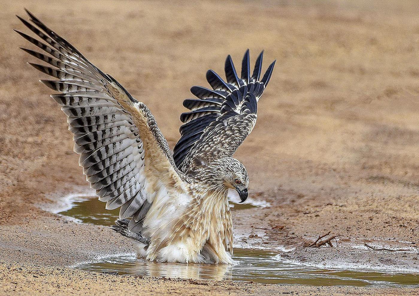 Changeable Hawk-Eagle (Crested) Photo by Chandima Jayaweera