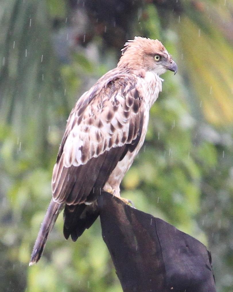 Changeable Hawk-Eagle (Crested) Photo by Knut Hansen