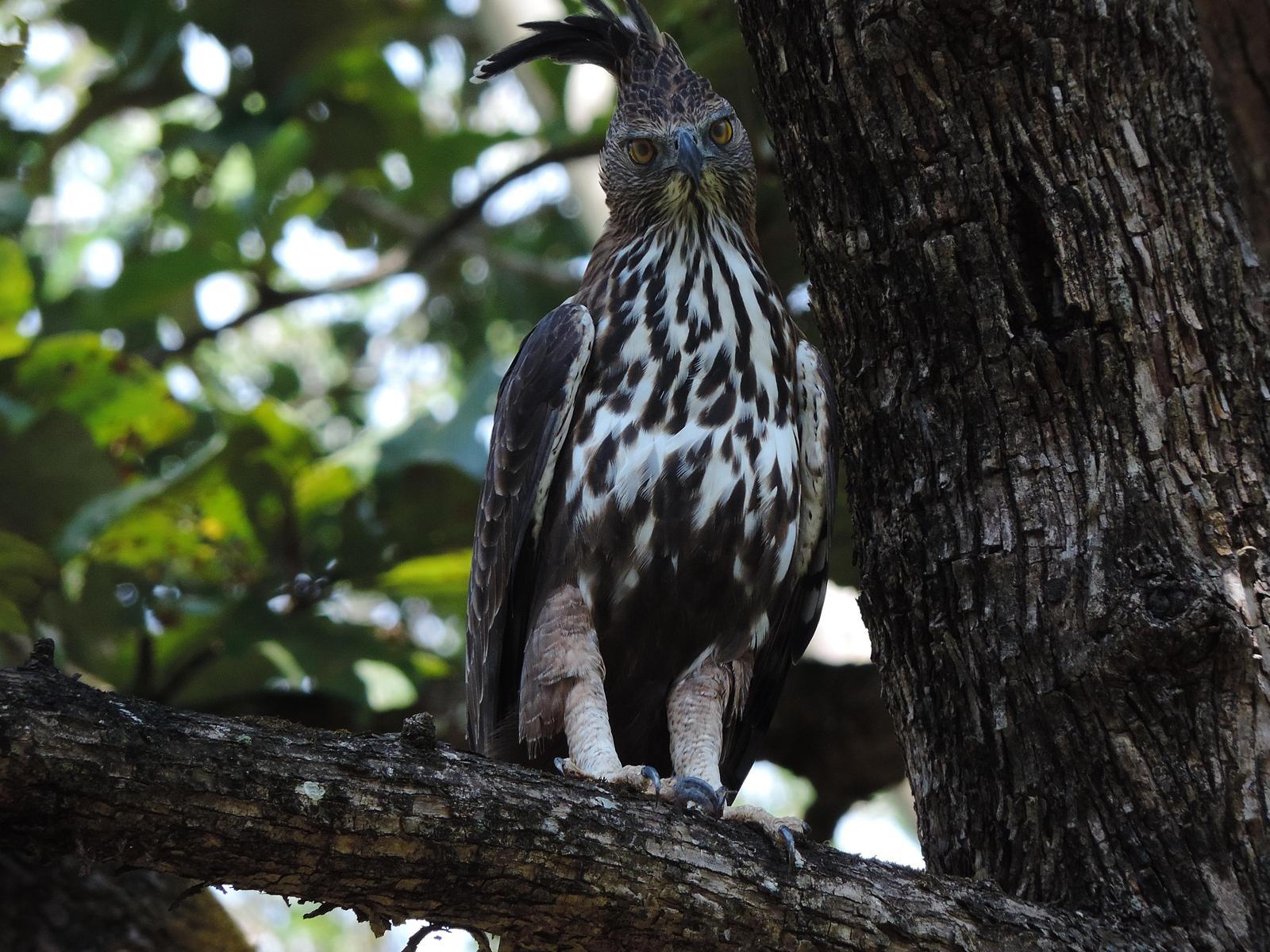 Changeable Hawk-Eagle (Crested) Photo by SRI RAMAN