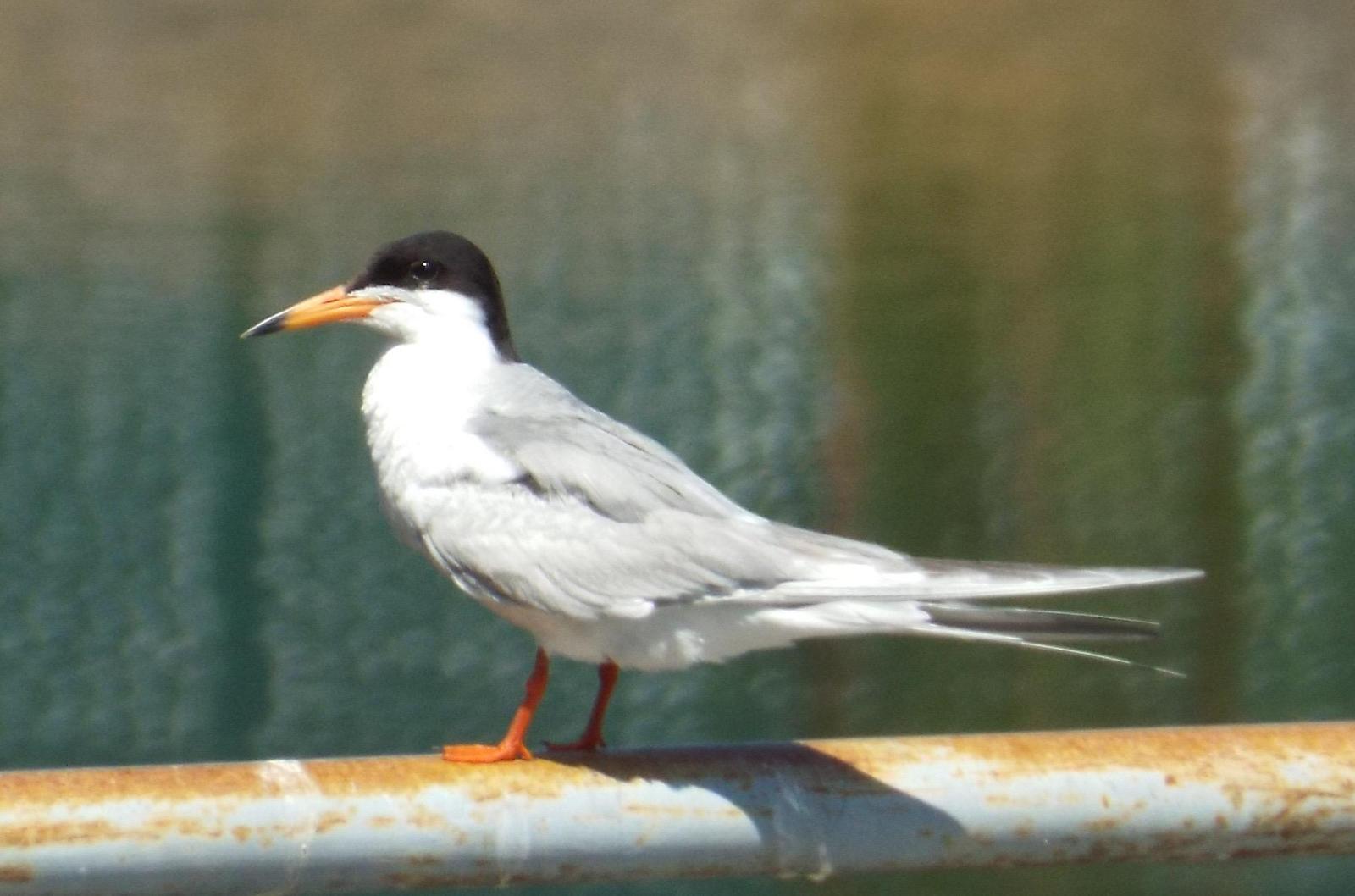 Common/Forster's Tern Photo by charlie daniels