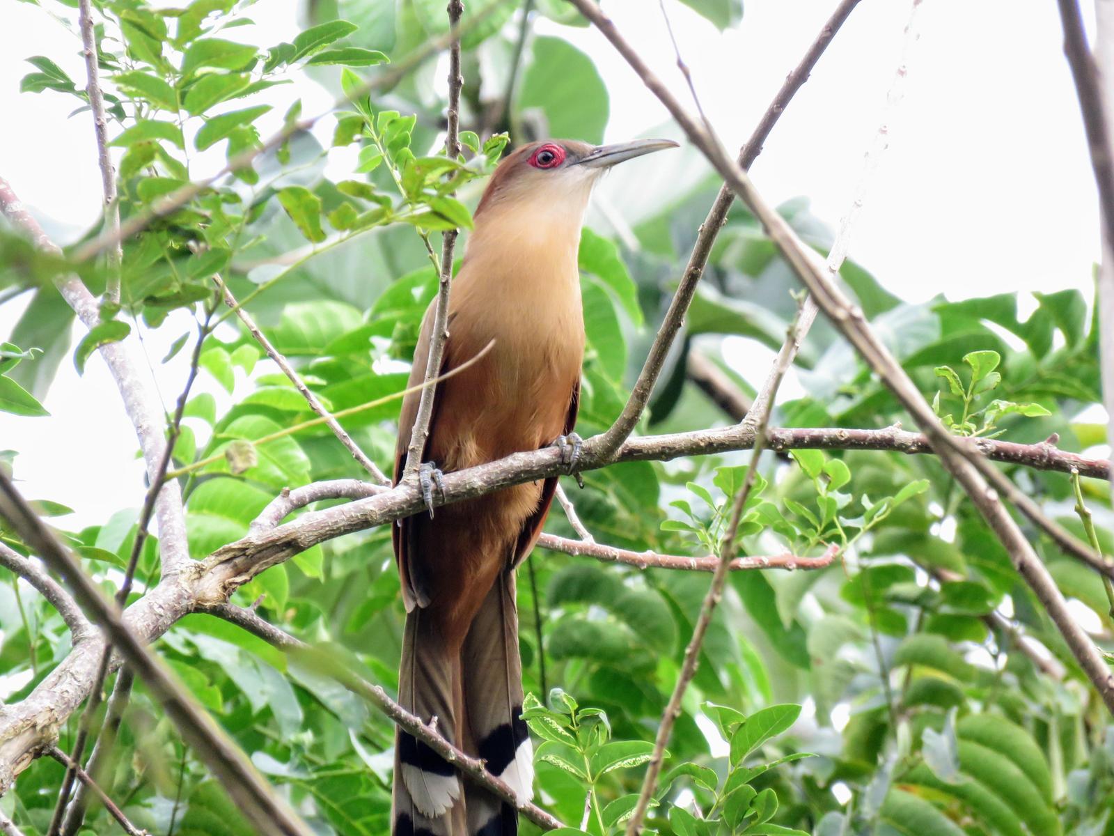 Great Lizard-Cuckoo (Cuban) Photo by Carey Parks