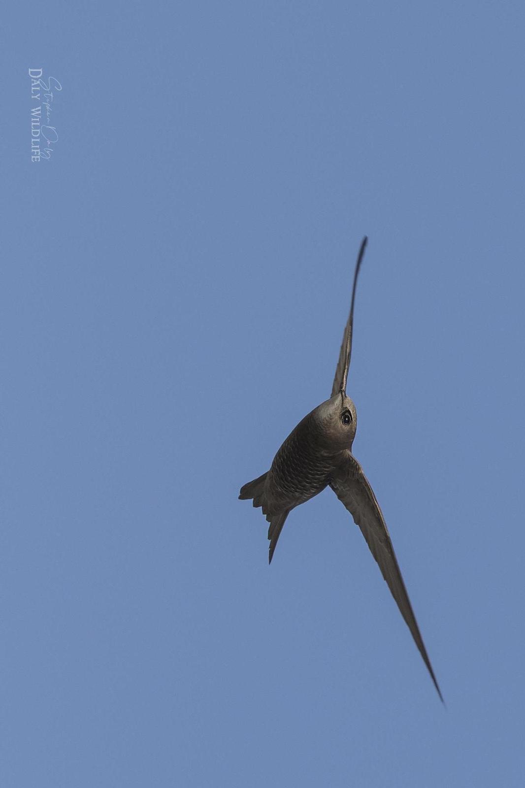 Common/Pallid Swift Photo by Stephen Daly