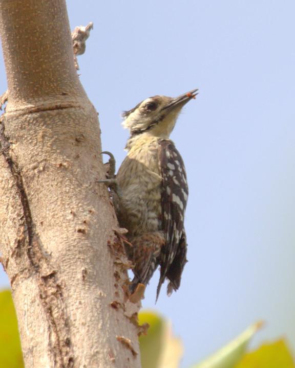 Freckle-breasted Woodpecker Photo by Mat Gilfedder