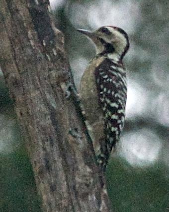 Freckle-breasted Woodpecker Photo by John Mittermeier