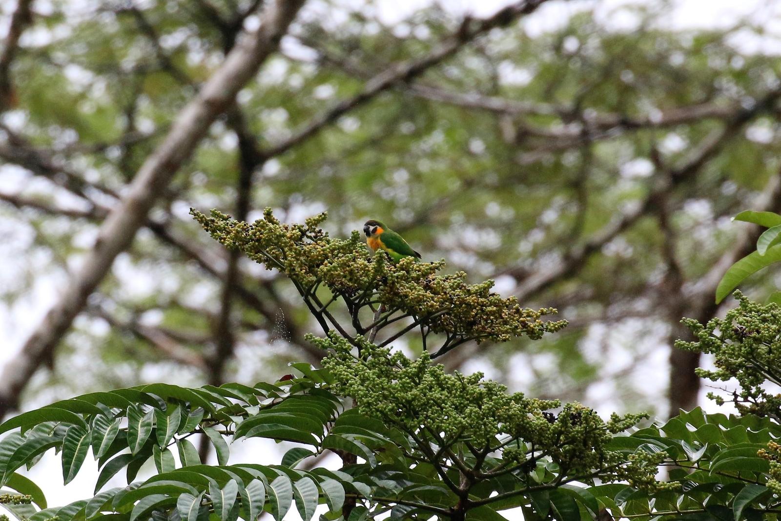 Orange-breasted Fig-Parrot (Dusky-cheeked) Photo by Richard Jeffers