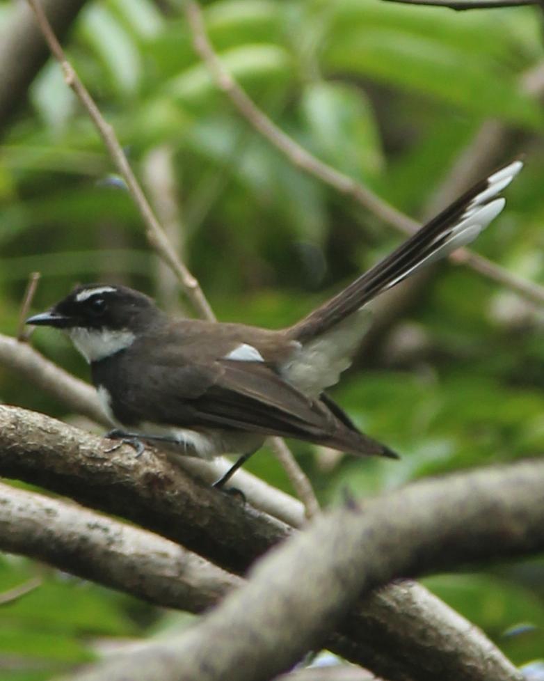 Philippine Pied-Fantail Photo by Ronald Tanco