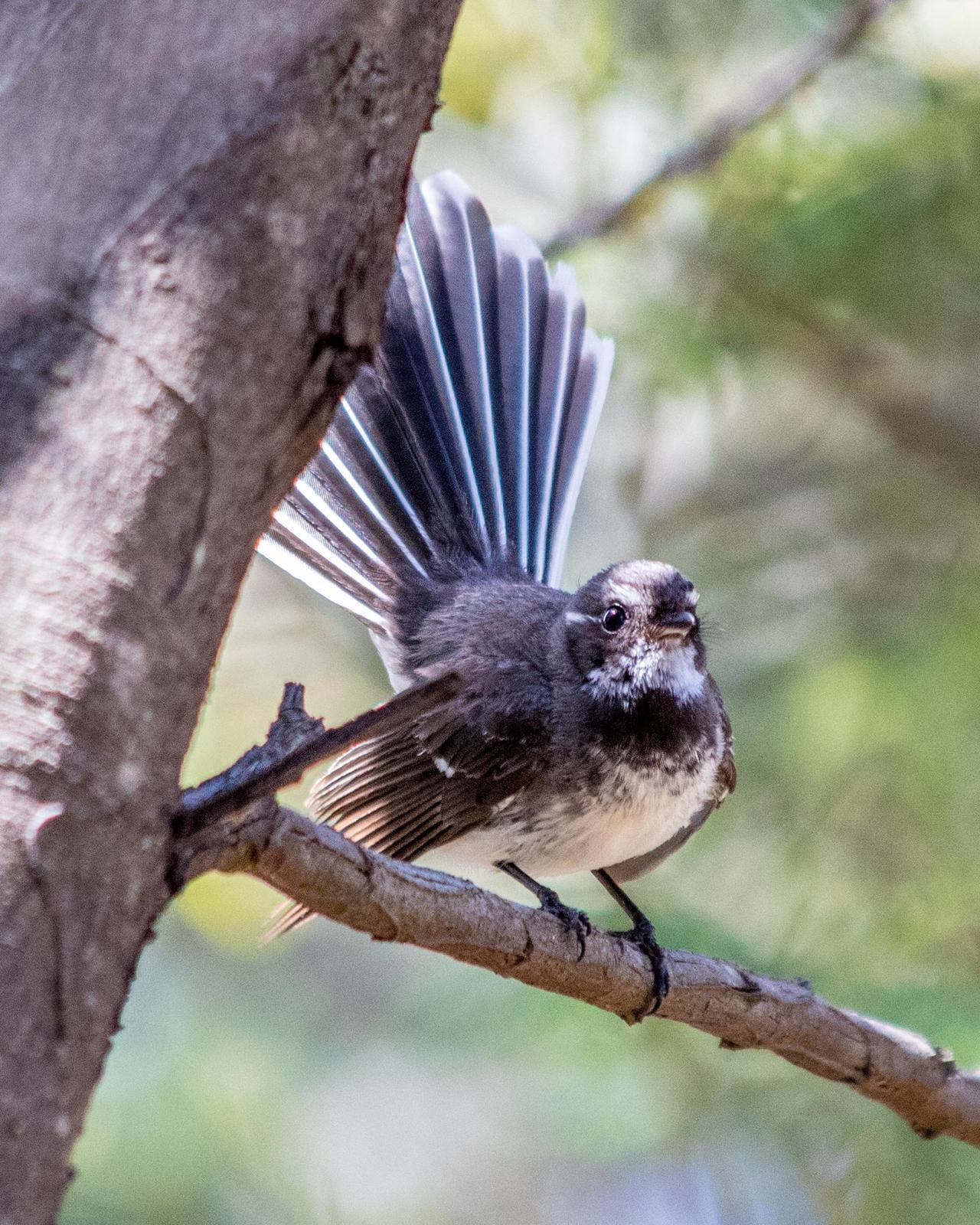 Gray Fantail (Australian) Photo by Mark Baldwin