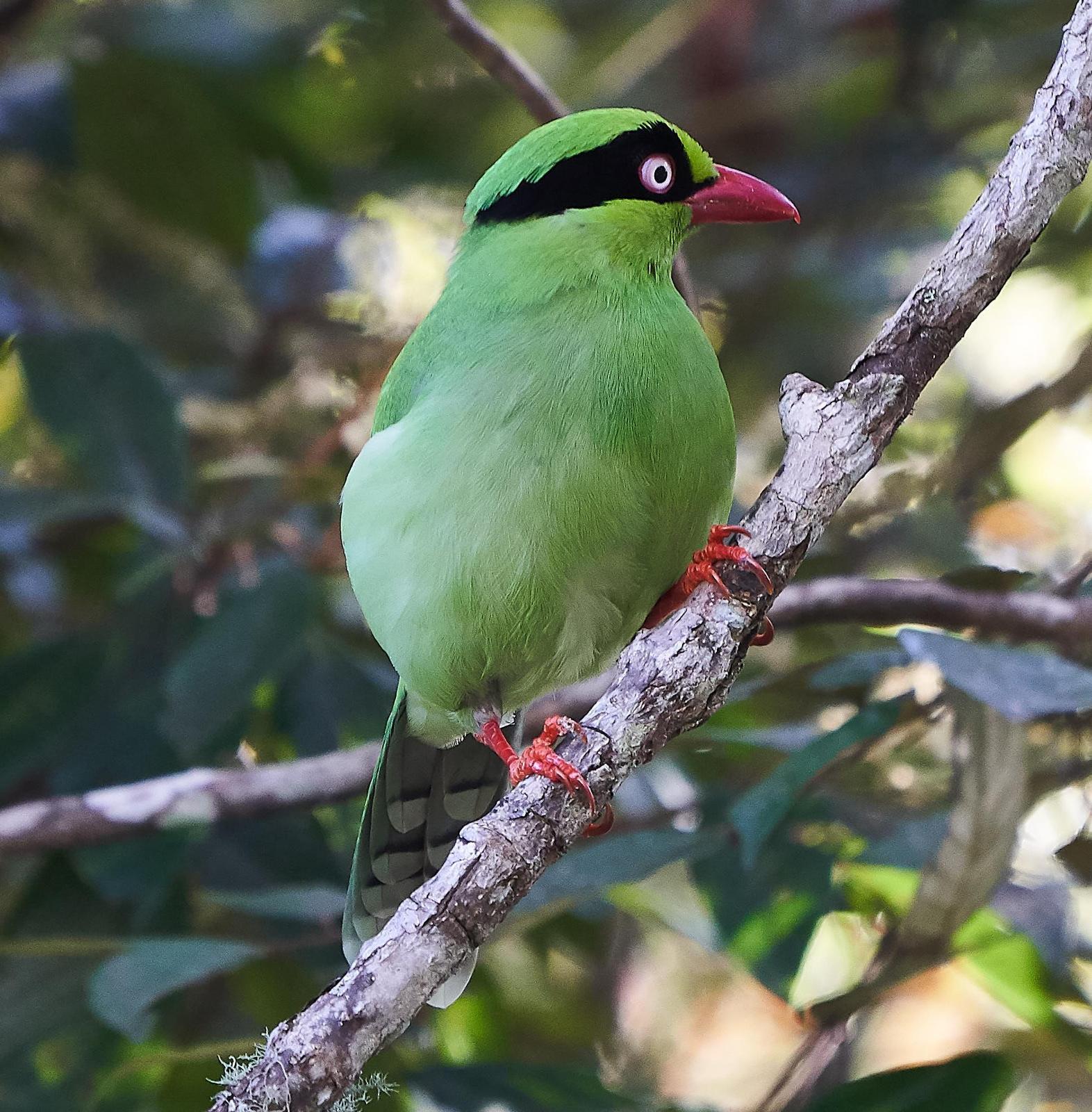 Bornean Green-Magpie Photo by Steven Cheong