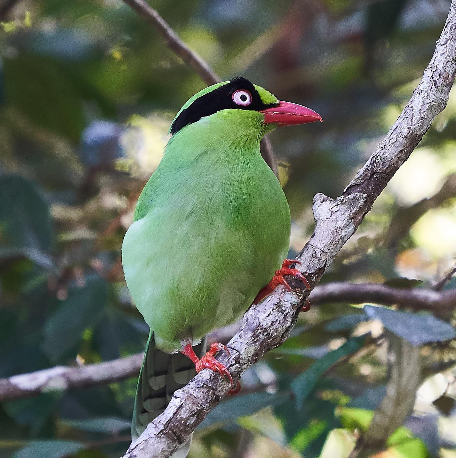 Bornean Green-Magpie Photo by Steven Cheong