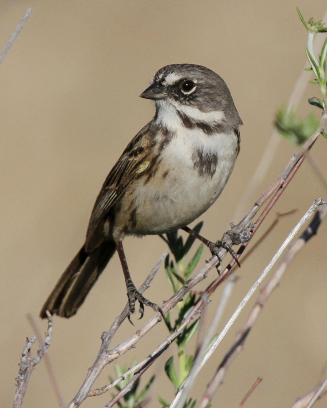 Bell's Sparrow Photo by Matthew Grube