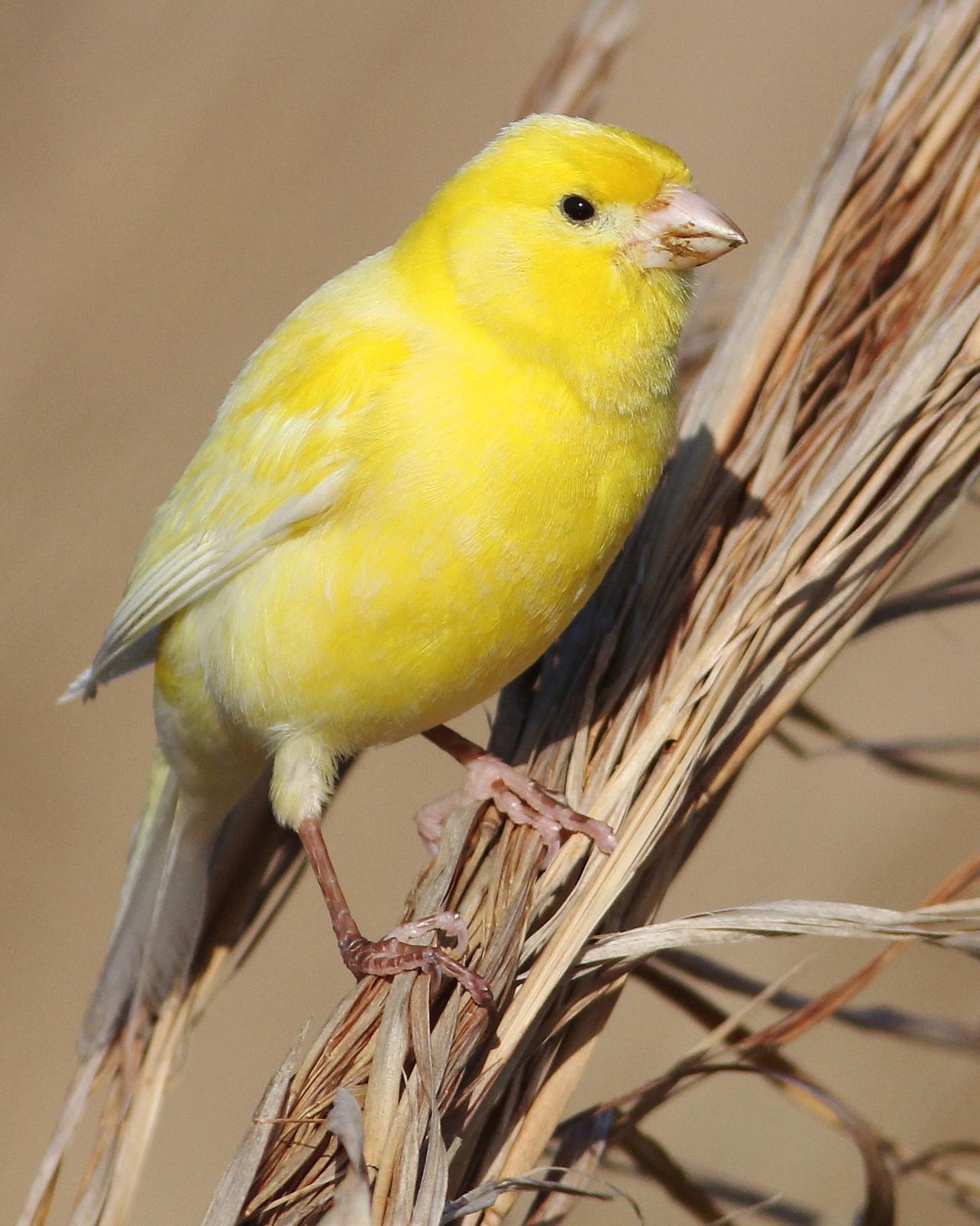 Island Canary (Domestic type) Photo by Cameron Rutt