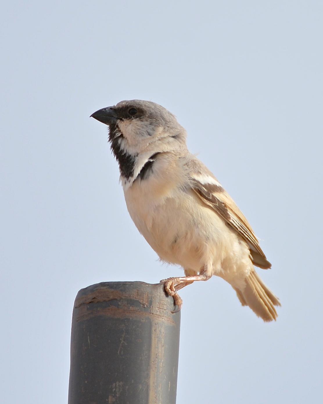 Desert Sparrow Photo by Gerald Friesen
