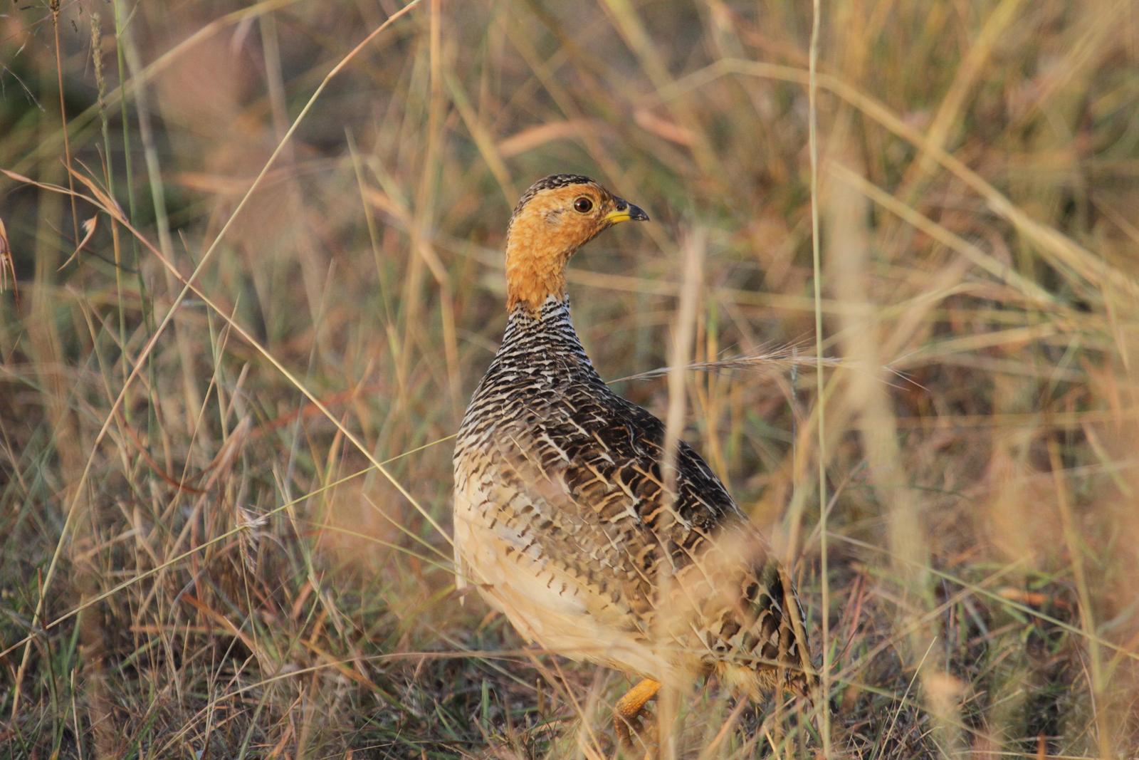 Coqui Francolin (Plain-breasted) Photo by Tommy Pedersen