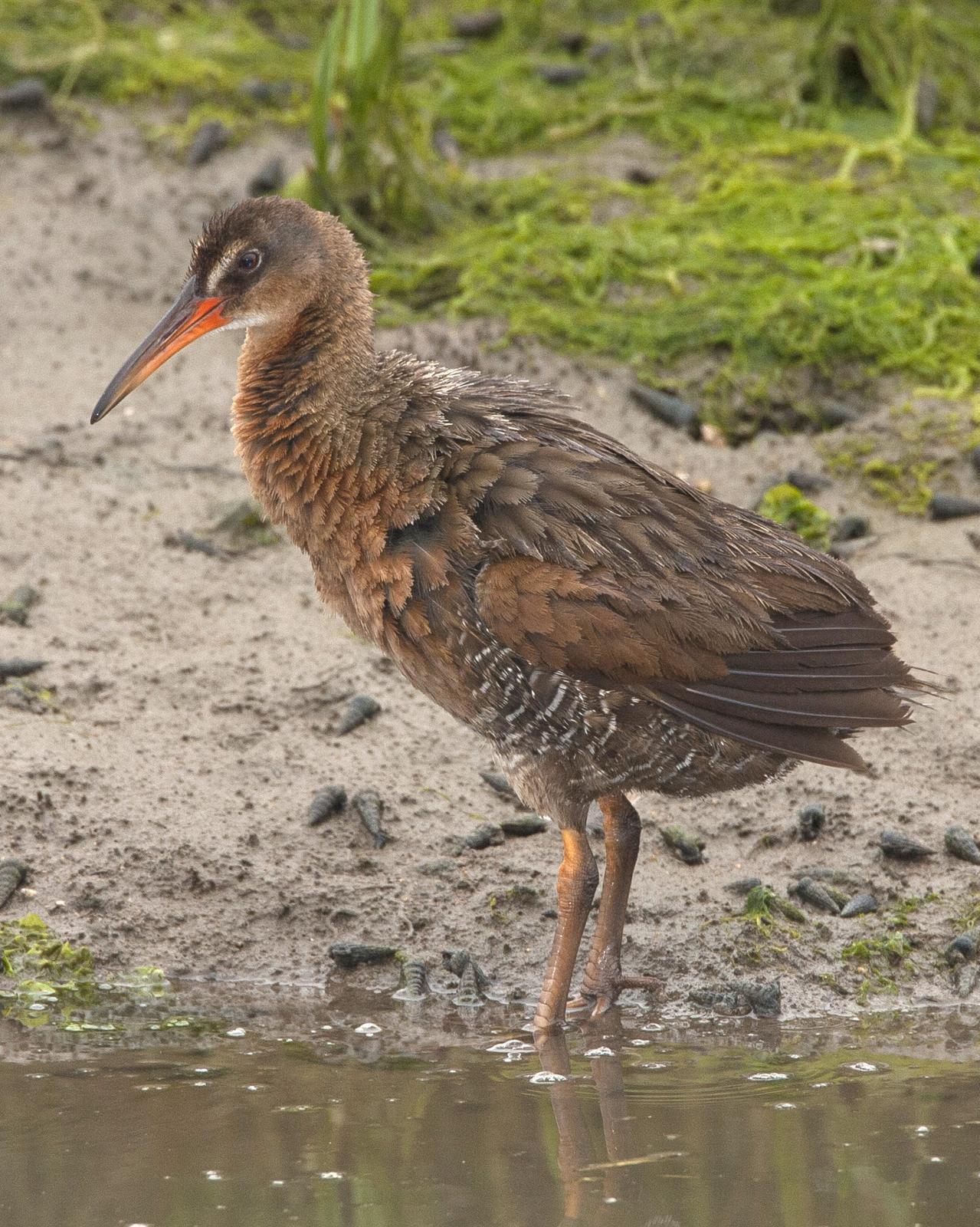 Clapper Rail Photo by Jeff Moore