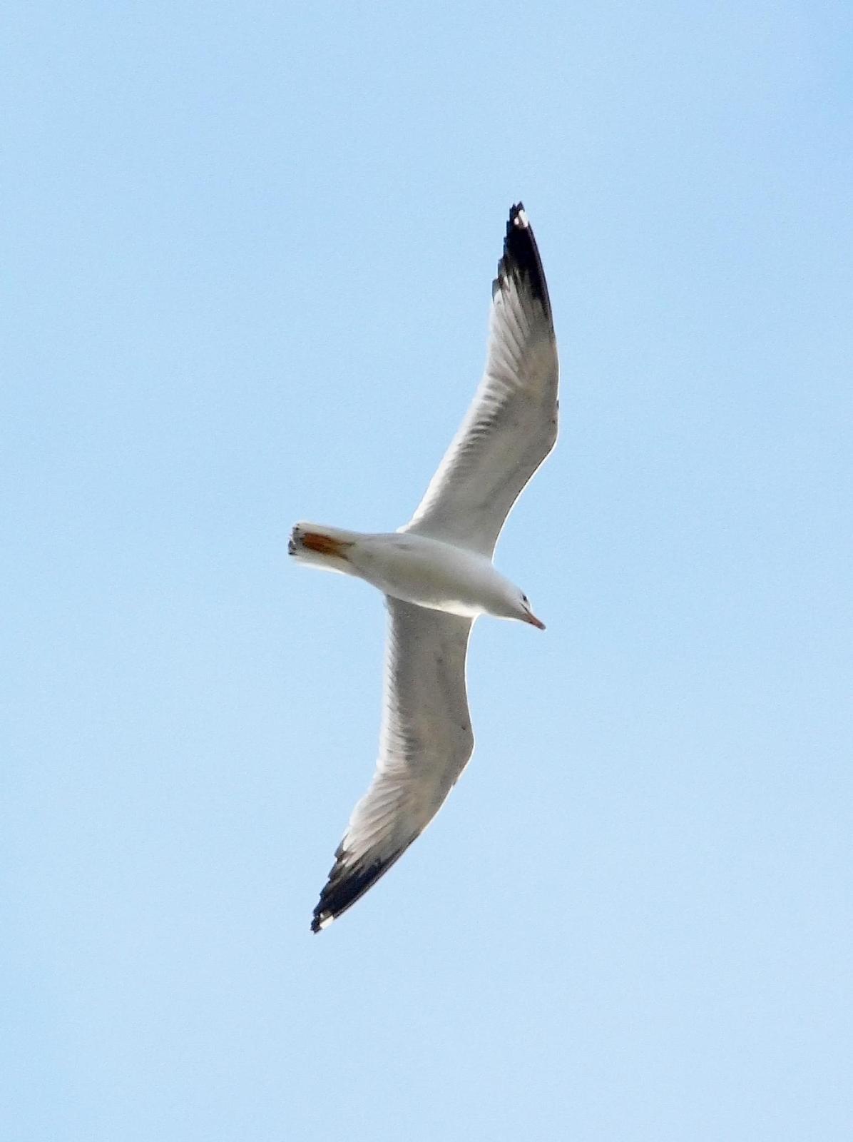 Yellow-legged Gull (michahellis) Photo by Steven Mlodinow