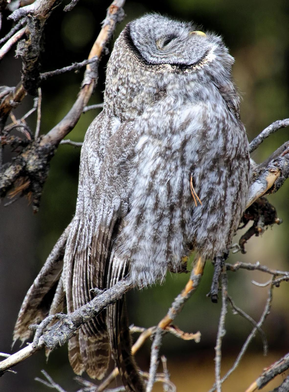 Great Gray Owl (American) Photo by Dan Tallman