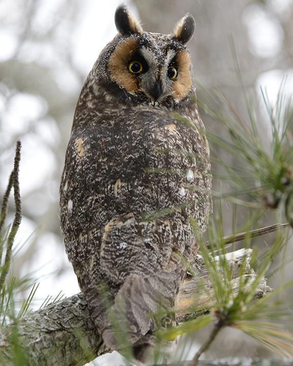 Long-eared Owl (American) Photo by Dan Stoller
